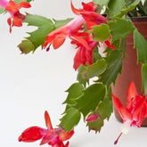 Christmas Cactus, with 5.5 inches white decor pot